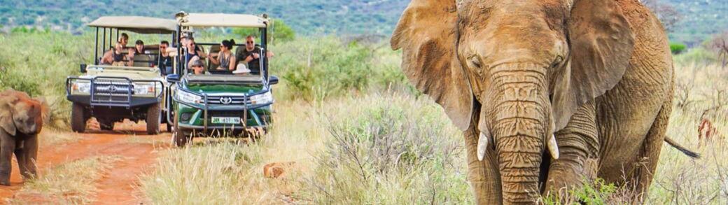 Mitarbeiter in Jeeps beobachten einen Elefanten auf einer staubigen Straße während einer Safari als Incentive Reise