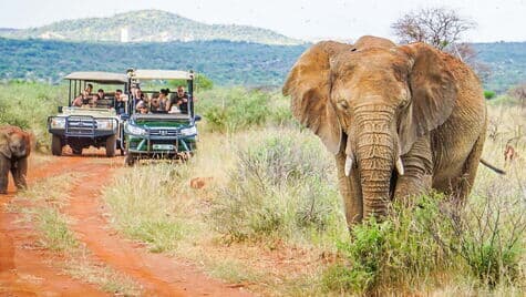 Mitarbeiter in Jeeps beobachten einen Elefanten auf einer staubigen Straße während einer Safari als Incentive Reise